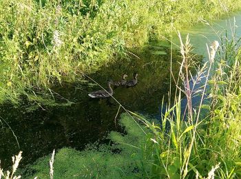 High angle view of bird swimming in lake