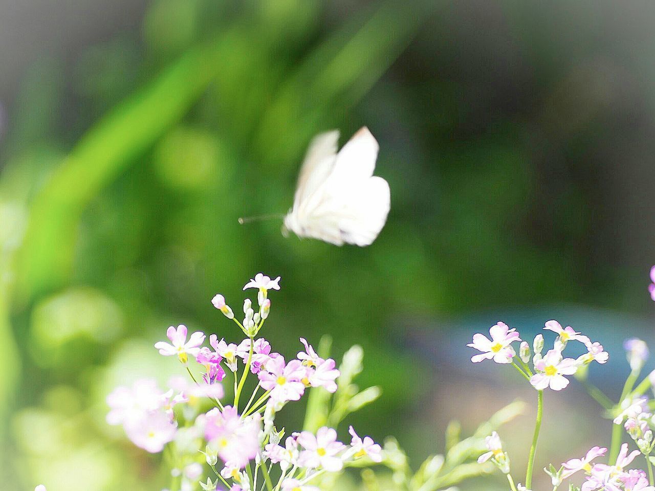 flower, white color, nature, beauty in nature, fragility, growth, freshness, petal, plant, flower head, blooming, close-up, one animal, animal themes, animals in the wild, insect, outdoors, day, no people, pollination