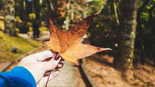 Close-up of hand holding maple leaf