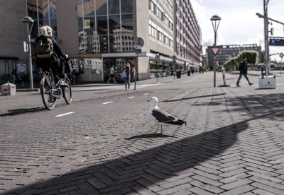 Seagull on street in netherlands