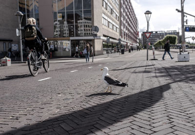 Birds perching on street in city