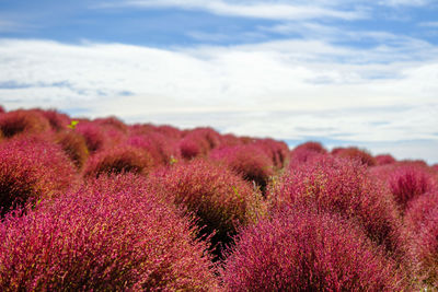 Close-up of pink flowering plants on field against sky