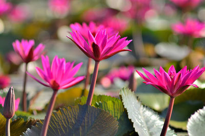 Close-up of pink water lily