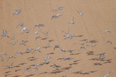 High angle view of birds flying over beach