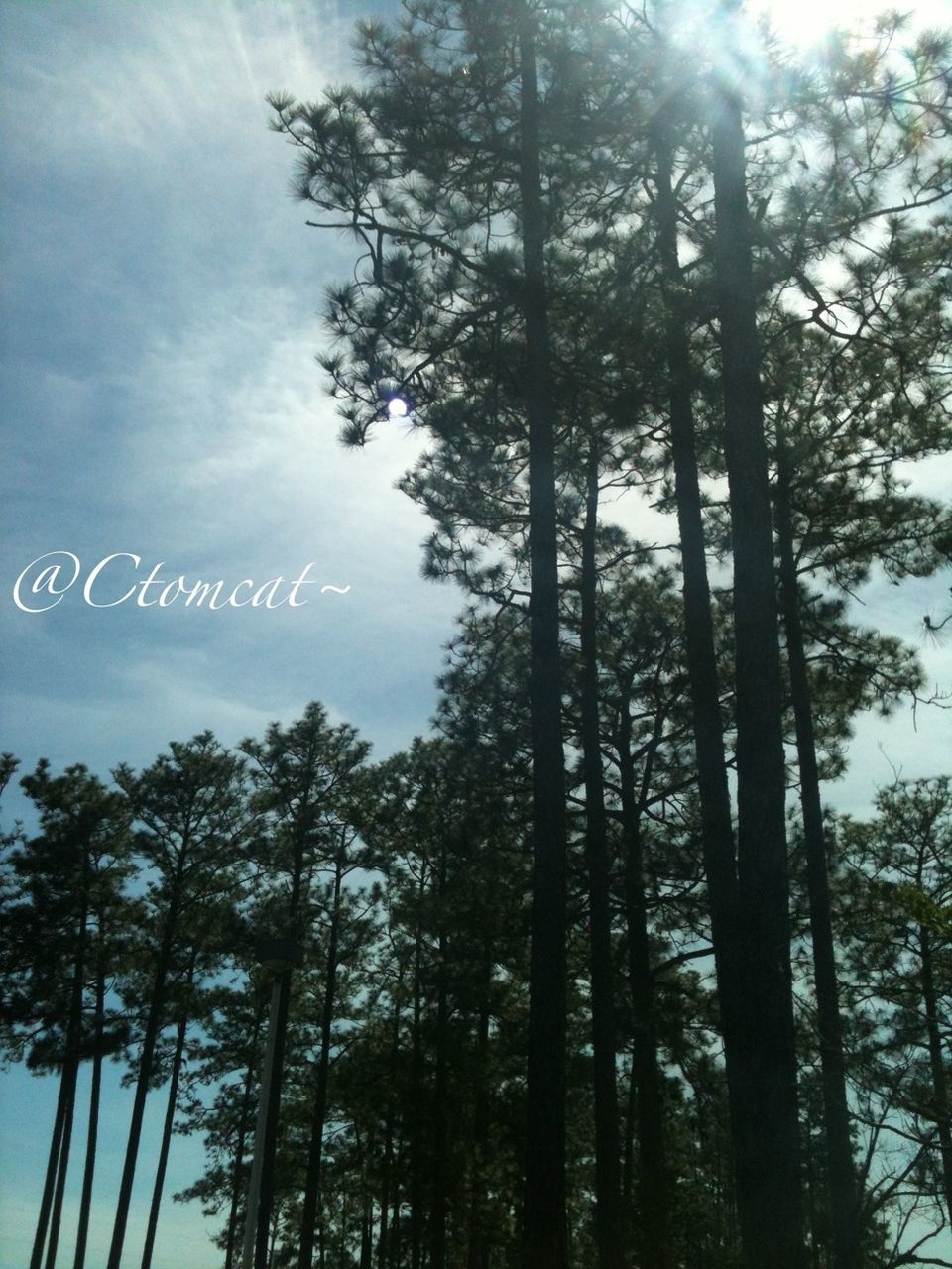 tree, low angle view, sky, tranquility, growth, nature, tranquil scene, beauty in nature, branch, tree trunk, scenics, cloud - sky, forest, day, outdoors, no people, tall - high, communication, non-urban scene, silhouette