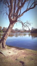 Bare tree on lakeshore against sky