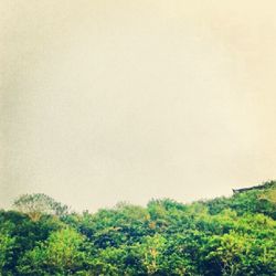 Trees against clear sky