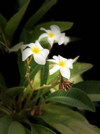 Close-up of yellow flowers blooming outdoors