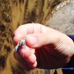 Cropped hand holding lobster