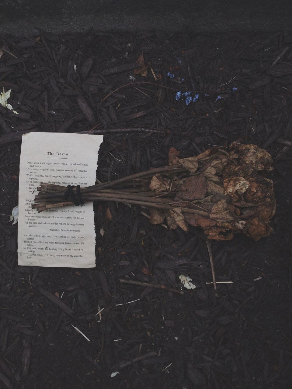 no people, communication, text, leaf, gravestone, paper, outdoors, close-up, day, nature