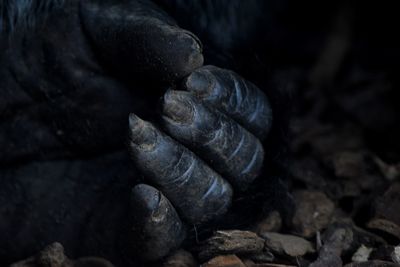 Cropped image of gorilla hand on stones