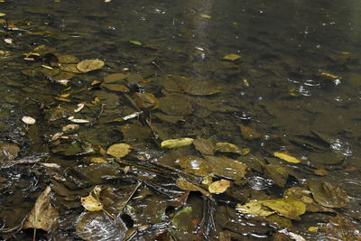High angle view of crab floating on water