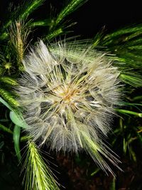 Close-up of dandelion