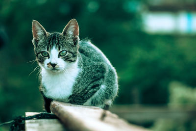 Portrait of tabby cat