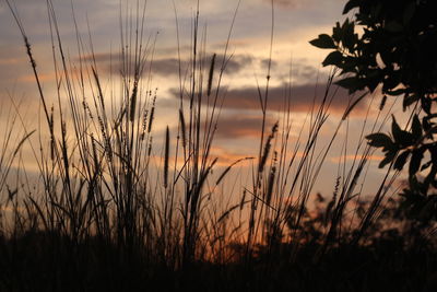 Close-up of stalks against sunset sky