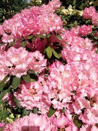 Close-up of pink flowers on tree