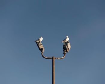 Low angle view of seagulls perching on street light against clear blue sky