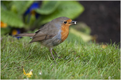 A robin redbreast feeding in the garden