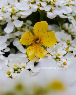 Close-up of yellow flowers blooming outdoors