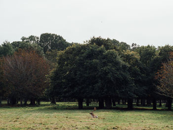 Trees on field against clear sky