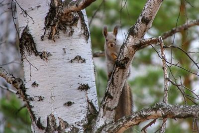 Squirrel on tree trunk