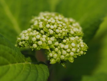 Close-up of green flowering plant