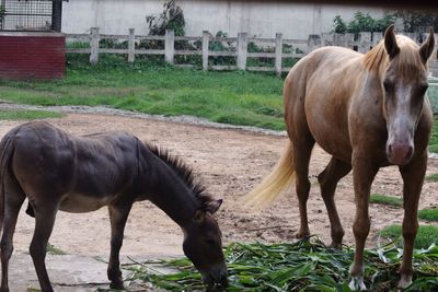 Horses standing in ranch