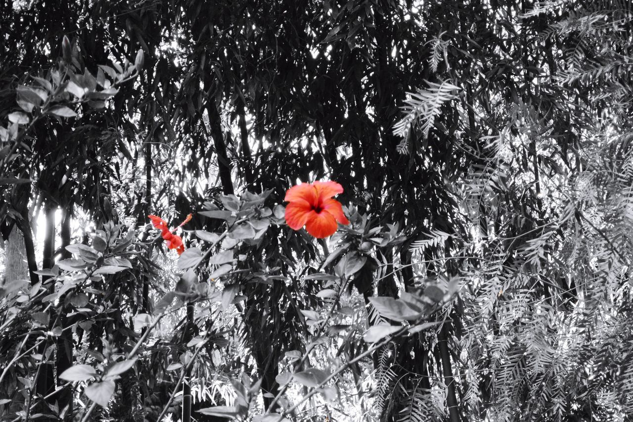 CLOSE-UP OF RED FLOWERS