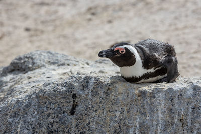 Close-up of a bird on rock