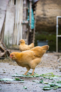 Side view of a bird on the ground