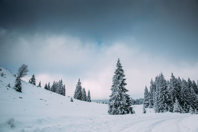 Snow covered road by trees against sky