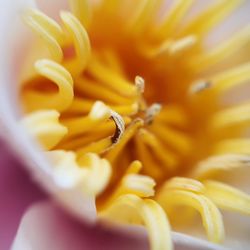 Full frame shot of yellow flower