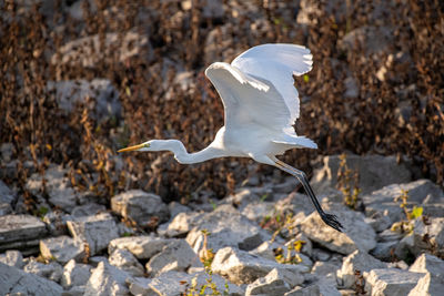 Bird flying over rocks