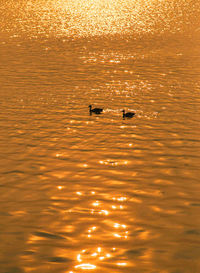 Silhouette ducks swimming in sea during sunset