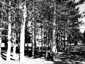 Trees in forest during winter