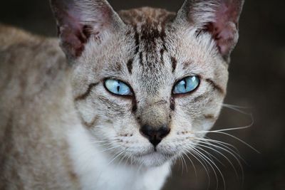 Close-up portrait of a cat