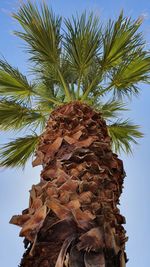 Low angle view of palm tree against sky