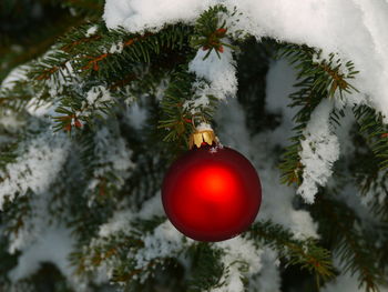 Close-up of christmas tree