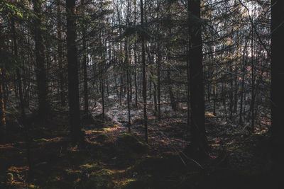 Trees in forest