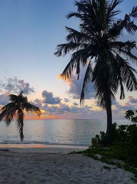 Palm tree by swimming pool against sky during sunset