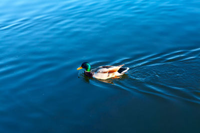 High angle view of person swimming in sea