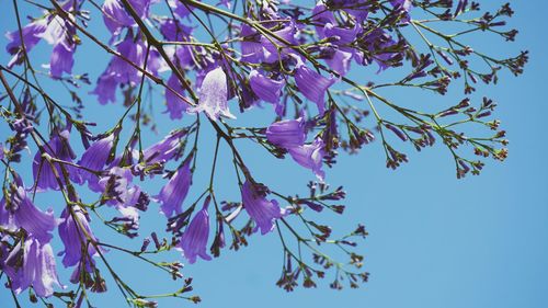 Low angle view of flowers against blue sky