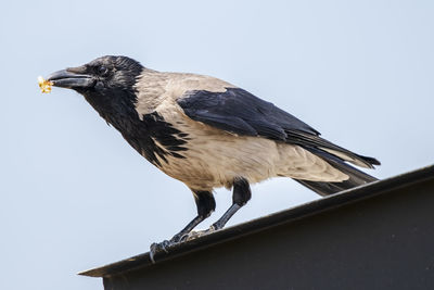 Low angle view of bird perching against clear sky