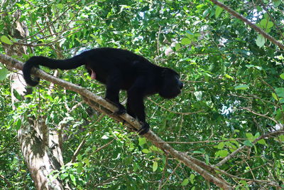 Low angle view of monkey on tree