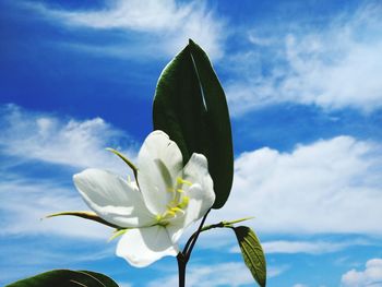 Close-up of white flowering plant against sky