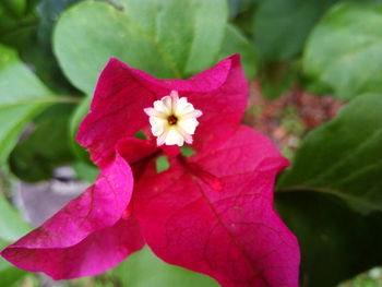 Close-up of pink flowers