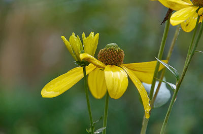 Close-up of yellow flowering plant