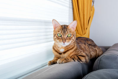 A domestic bengal cat sits on the back of the sofa in the room by the window.