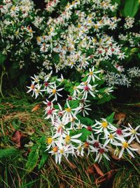 Close-up of flowers blooming outdoors