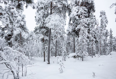 Trees on snow covered field during winter